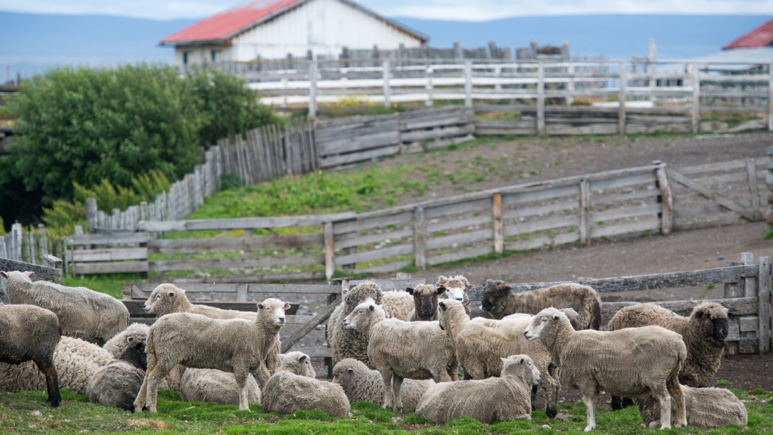 Psi lutalice u selu Svračkovo kod Požege zaklali pet ovaca i pet jaganjaca