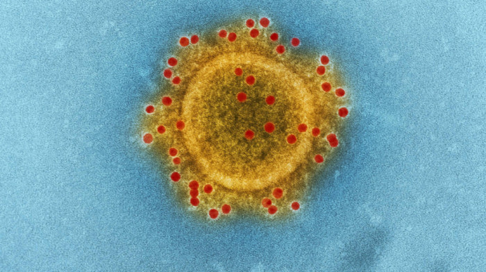 Otkriven novi koronavirus u istočnoj Africi: Uzbuna među naučnicima - ima "ključ" za ljudske ćelije