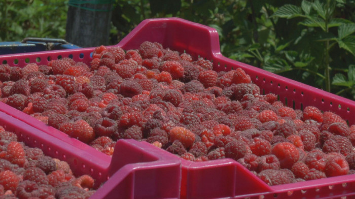 Ariljsko malinogorje pred izazovom: Zašto je "vilamet" nezamenljiv i koje opasnosti donosi uvozni sadni materijal?