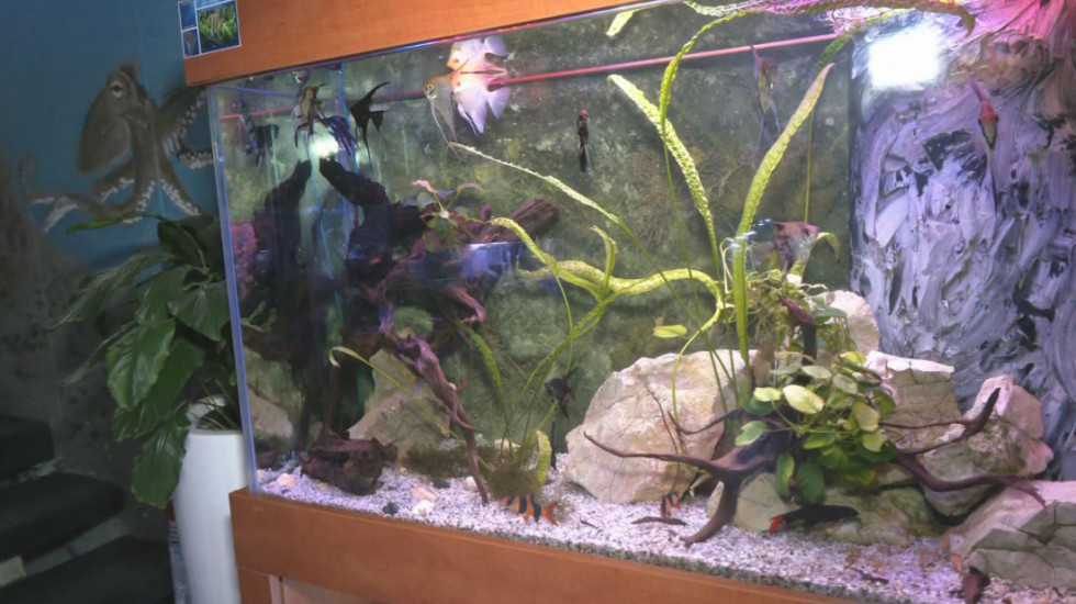 Gde spavaju ribe i kako se hrani hobotnica? Uzbudljiv vikend program u Javnom akvarijumu i tropikarijumu