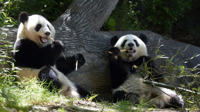 "Panda diplomatija": Kina šalje dve pande Sjedinjenim Američkim Državama