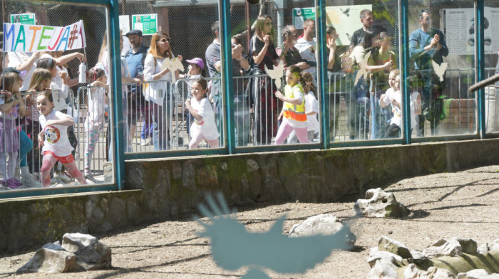 Veljko Petrović iz vrtića "Maštarija" pobednik 30. Dečjeg maratona