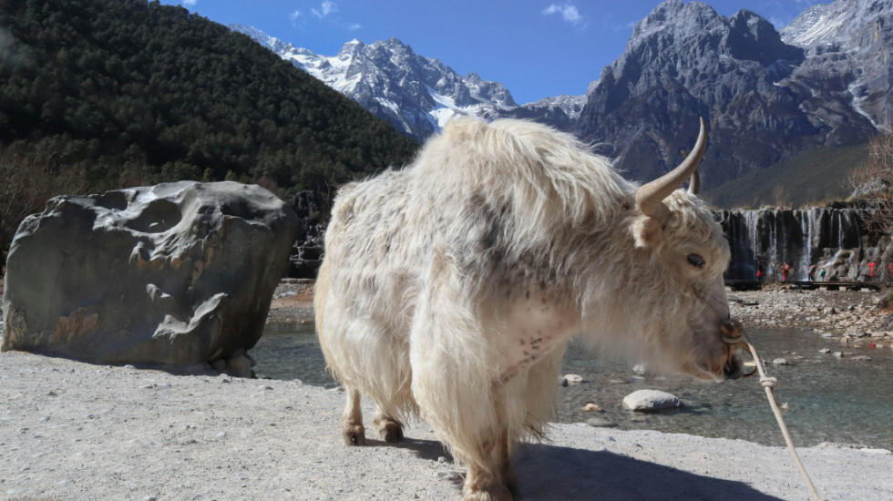 Kina klonira najbolje primerke jakova i planira da ih serijski uzgaja