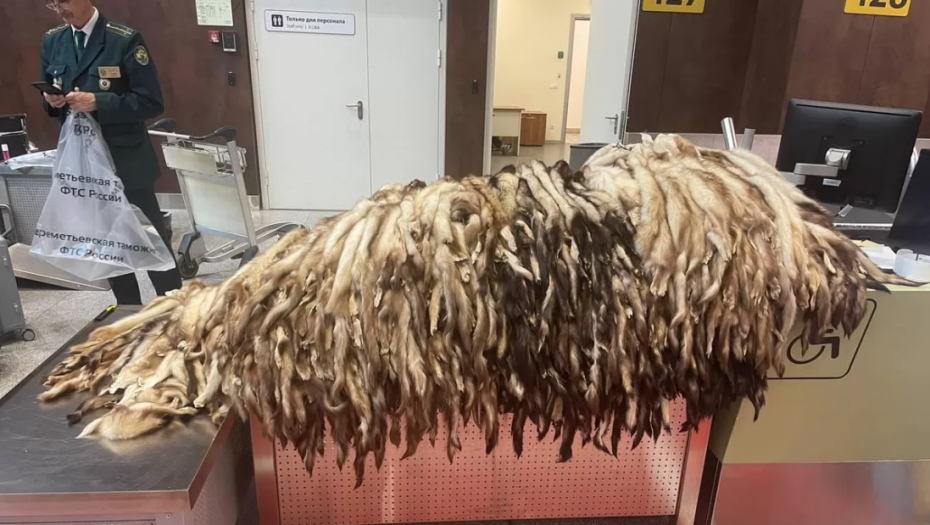 Čovek pokušavao da prošvercuje 930 koža tvora u Kinu, zaustavljen na aerodromu u Moskvi