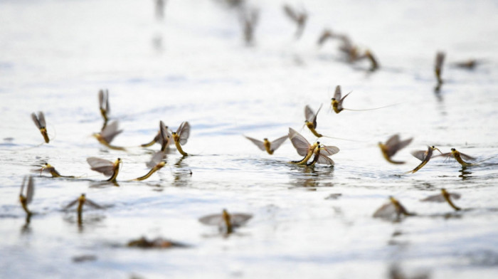 Otkrivena tajna vodenih cvetova: Neobičan ples insekata stariji od dinosaurusa