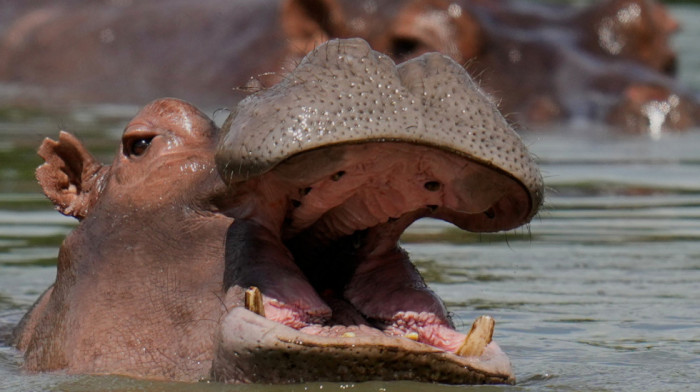 Naslednik indijskog milijardera želi da spase Eskobarove "kokainske nilske konje": "U životinjama vidim Boga"