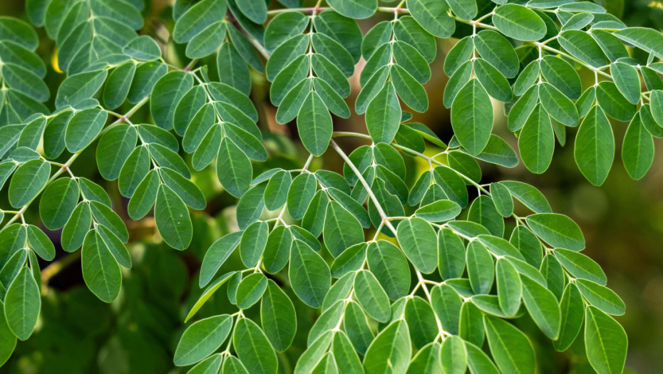 Naučnici otkrili da "čudesno drvo" može da profiltrira gotovo svu mikroplastiku iz vode za piće