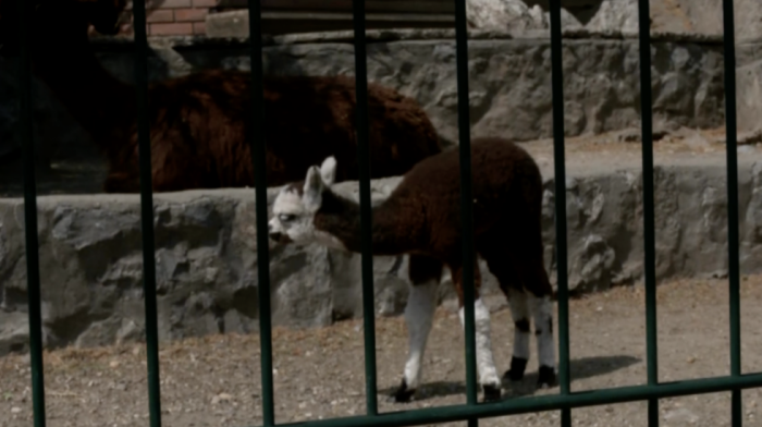 "Bejbi bum" u Beogradskom zoo vrtu: Novo mladunče alpake preti da preotme slavu maloj dvogrboj kamili