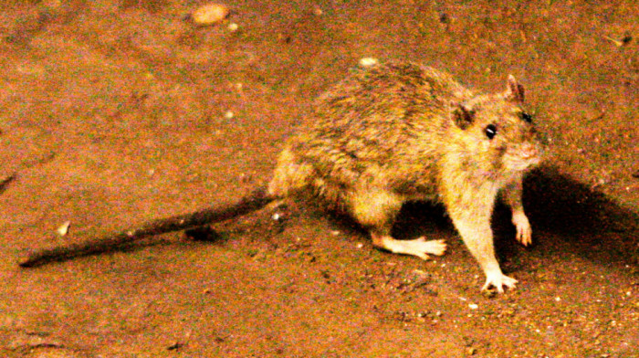 Tri osobe preminule zbog sumnje na hantavirus na kruzeru u Atlantskom okeanu