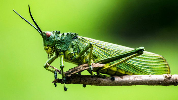 Insekti su osetljiviji nego što mislimo: Cvrčci mogu da osete bol