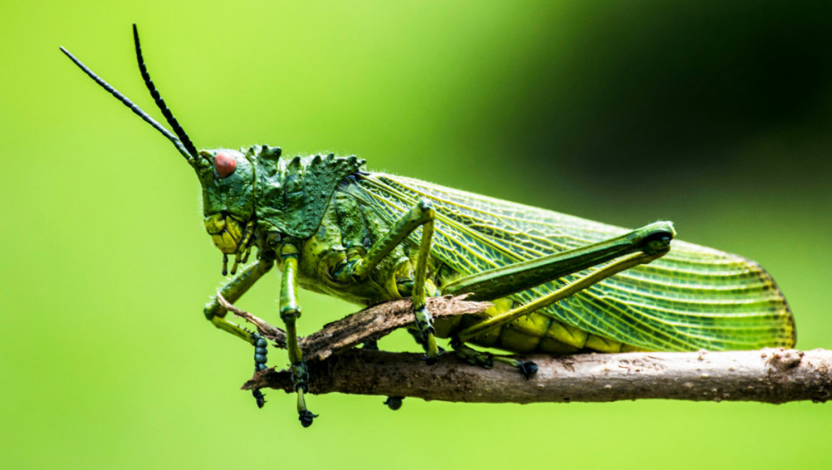 Insekti su osetljiviji nego što mislimo: Cvrčci mogu da osete bol
