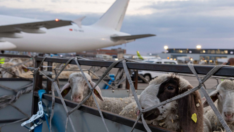Ispraćen prvi avion sa živom jagnjadi za Alžir, Srbija otvorila novo tržište