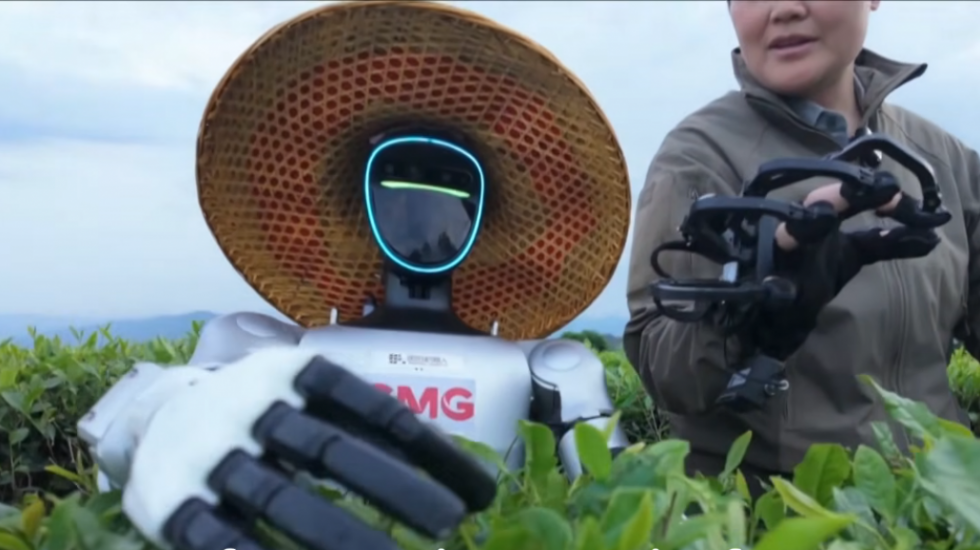 Budućnost poljoprivrede: Humanoidni roboti preuzimaju kineske plantaže čaja (VIDEO)