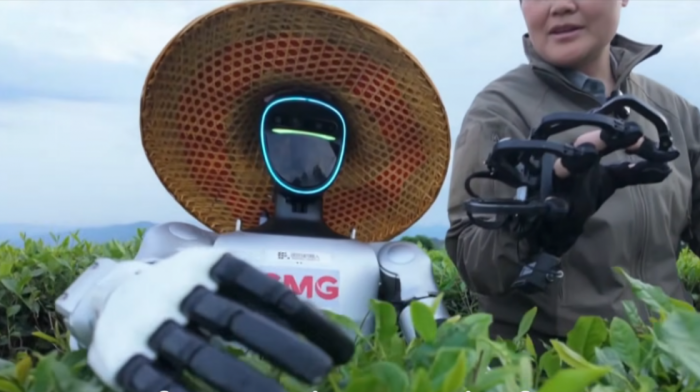 Budućnost poljoprivrede: Humanoidni roboti preuzimaju kineske plantaže čaja (VIDEO)