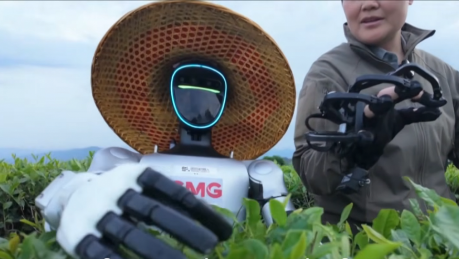 Budućnost poljoprivrede: Humanoidni roboti preuzimaju kineske plantaže čaja (VIDEO)