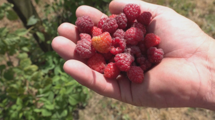 Berba maline počinje za manje od mesec dana: Kakvo je stanje malinjaka i kolika će biti otkupna cena