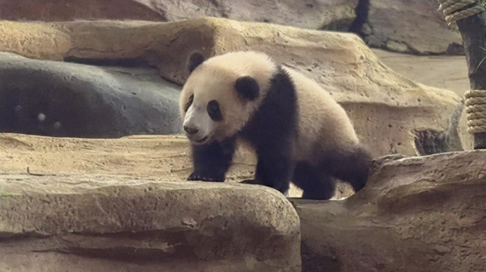 Zoo vrt Taman Safari predstavio prvo mladunče džinovske pande rođeno u Indoneziji
