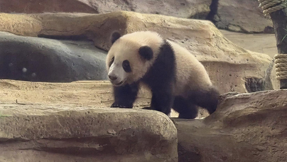 Zoo vrt Taman Safari predstavio prvo mladunče džinovske pande rođeno u Indoneziji