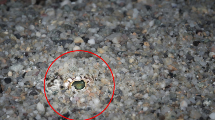 Nevidljiva zamka na plažama: Sati nesnosnog bola zbog uboda otrovne ribe, kako se zaštititi?