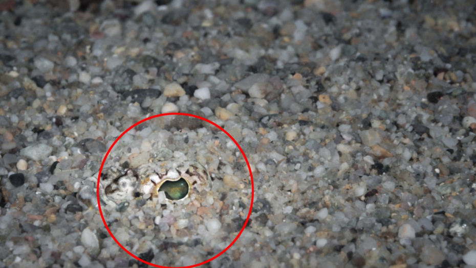Nevidljiva zamka na plažama: Sati nesnosnog bola zbog uboda otrovne ribe, kako se zaštititi?