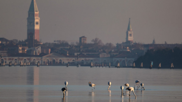 Ružičasta invazija u Veneciji: Rekordan broj flamingosa preplavio lagunu