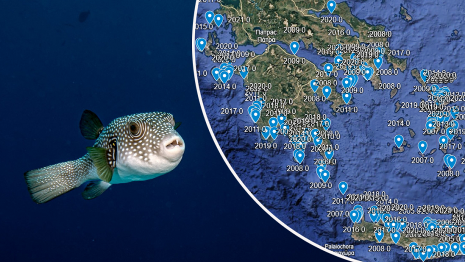 "Riba zec" opkolila Egej: Objavljena interaktivna mapa svih lokacija na kojima je uočena najotrovnija riba Mediterana