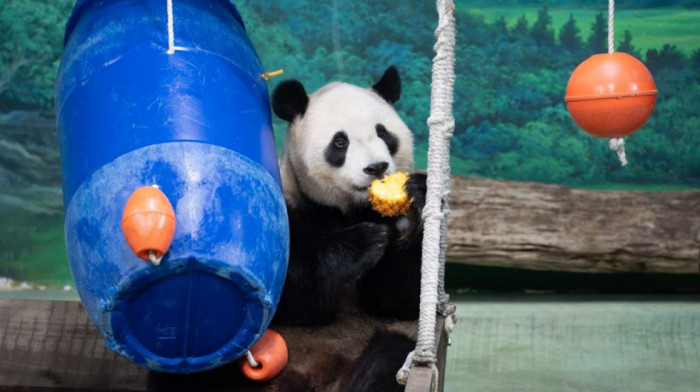 Proslava u zoološkom vrtu u Tajpeju: Panda Juanbao dobila specijalne poslastice za šesti rođendan