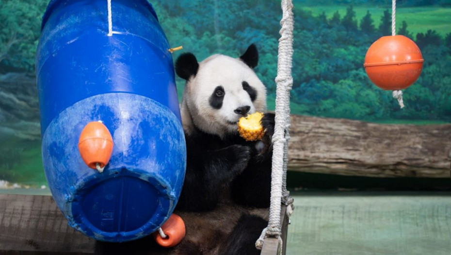 Proslava u zoološkom vrtu u Tajpeju: Panda Juanbao dobila specijalne poslastice za šesti rođendan