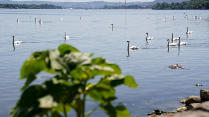 U Srbiji se obeležava Međunarodni dan reke Dunav "Ujedinjeni Dunavom - igraj za vodu"