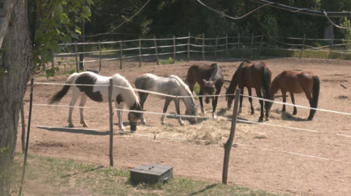 Želite ljubimca, a nemate uslova? Niški "Zoo kutak" pokrenuo program "Virtuelni udomitelj" (VIDEO)