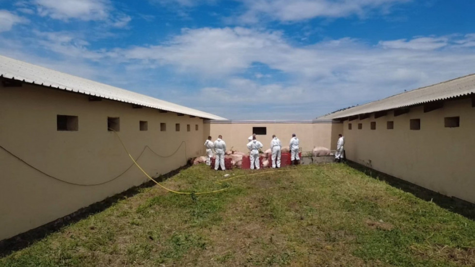 Afrička kuga u Hrtkovcima: Počela eutanazija više od 11.000 svinja na velikoj farmi