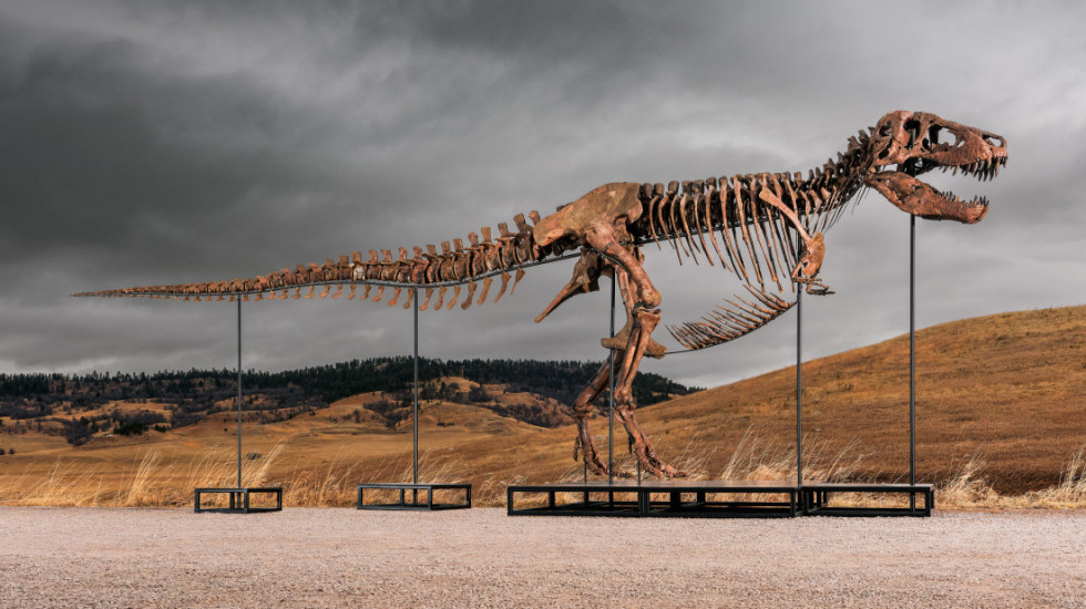 Najskuplji fosil dinosaurusa u istoriji: Tajanstveni kupac dao 50 miliona dolara za tiranosaurusa po imenu "Gas"
