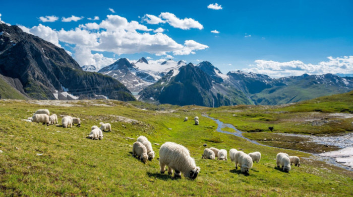 Udar groma usmrtio skoro 100 ovaca u švajcarskim Alpima