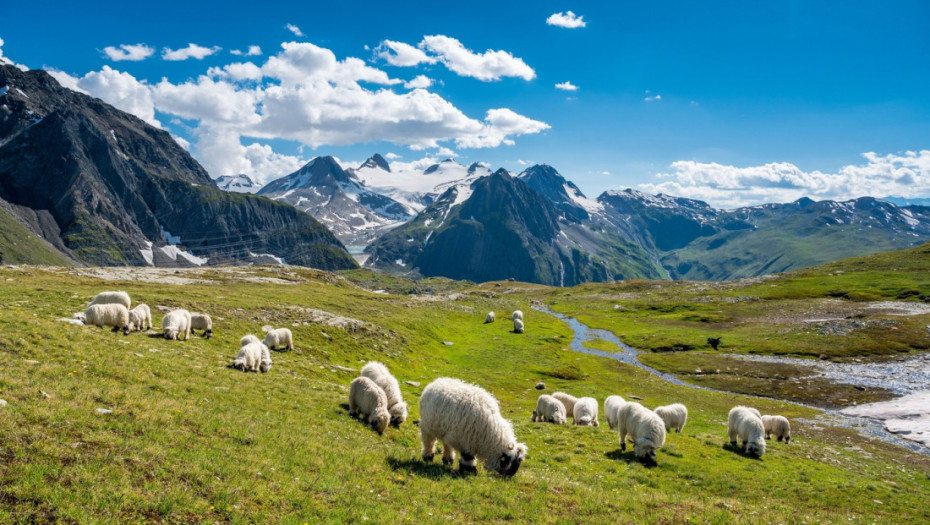 Udar groma usmrtio skoro 100 ovaca u švajcarskim Alpima