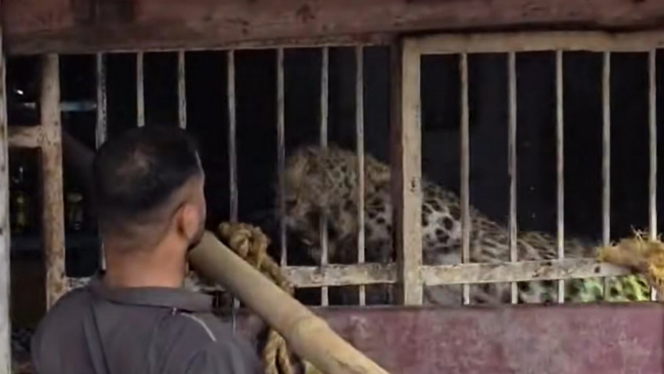 Leopard upao u podrum pića i nasrnuo na dvojicu radnika: Zastrašujući snimak iz Indije obišao svet (VIDEO)