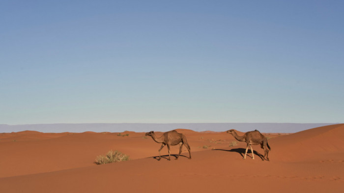 Visoke temperature pogađaju i afričke kamile