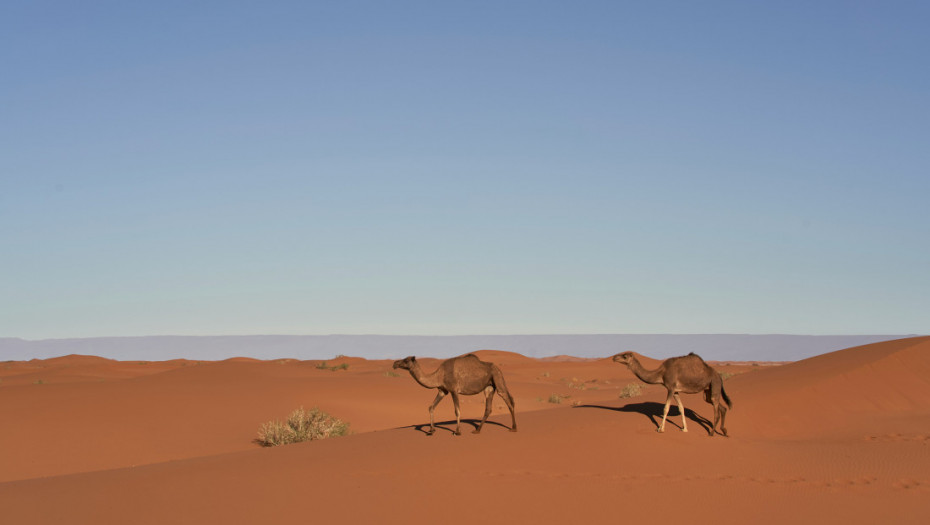 Visoke temperature pogađaju i afričke kamile