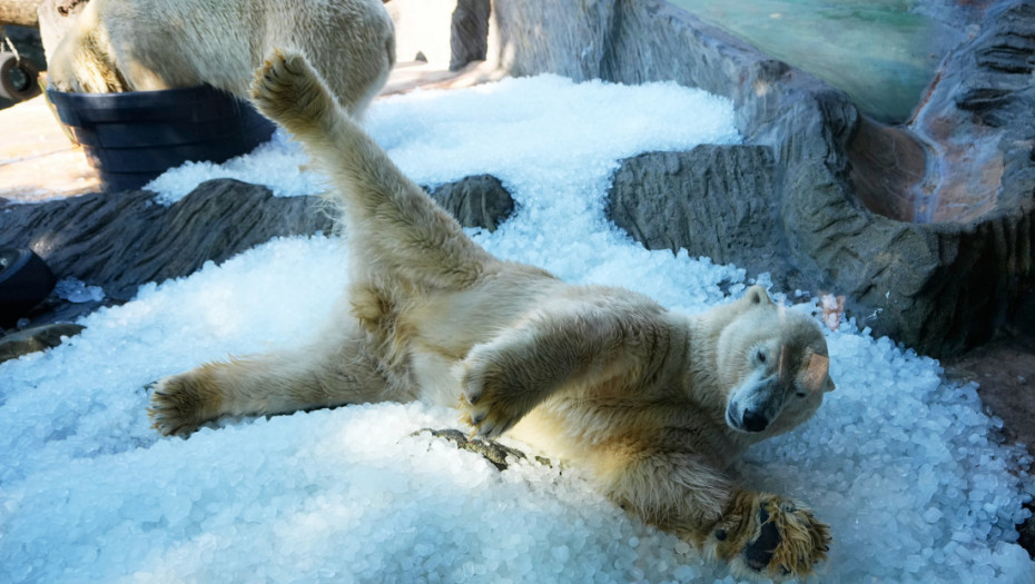 Zoološki vrt u Pragu rashlađuje polarne medvede tonama leda zbog toplotnog talasa (FOTO)