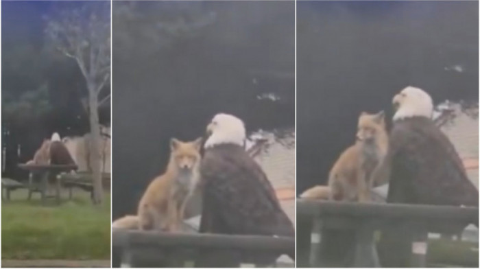 Prizor sa Aljaske koji ostavlja bez teksta: Lisica i orao dele sto za piknik (VIDEO)