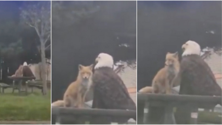 Prizor sa Aljaske koji ostavlja bez teksta: Lisica i orao dele sto za piknik (VIDEO)