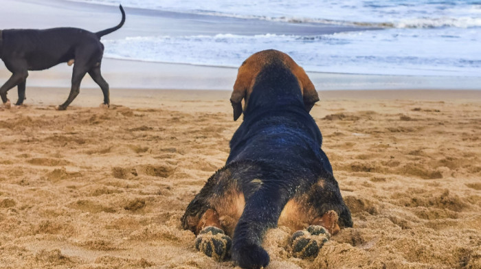 Sunce, more i četiri šape: Vodič za "pet-friendly" plaže u regionu i šire