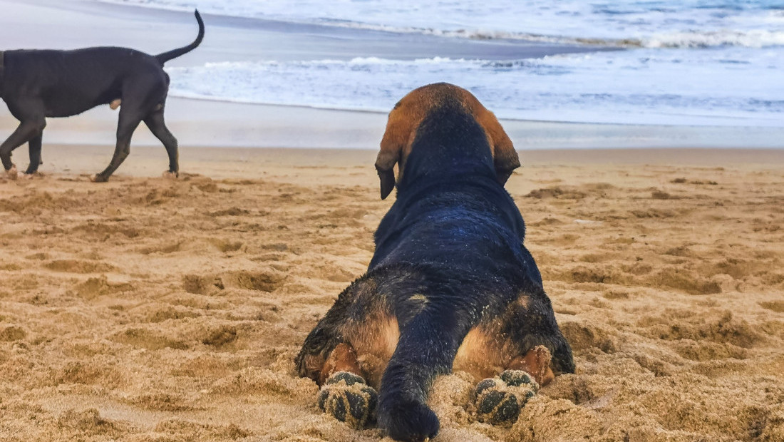Sunce, more i četiri šape: Vodič za "pet-friendly" plaže u regionu i šire