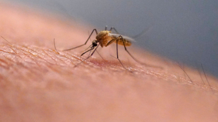 Zašto raste broj zaraženih virusom Zapadnog Nila? Doktor objašnjava ko je najviše ugrožen