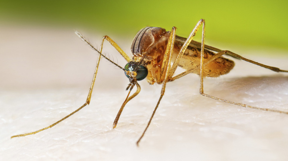 Virus Zapadnog Nila registrovan kod četiri osobe iz Vojvodine: Pacijenti na bolničkom lečenju zbog teškog stanja