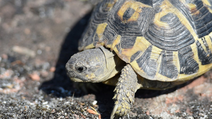 Stogodišnja kornjača po imenu Troter ponovo hoda nakon amputacije noge