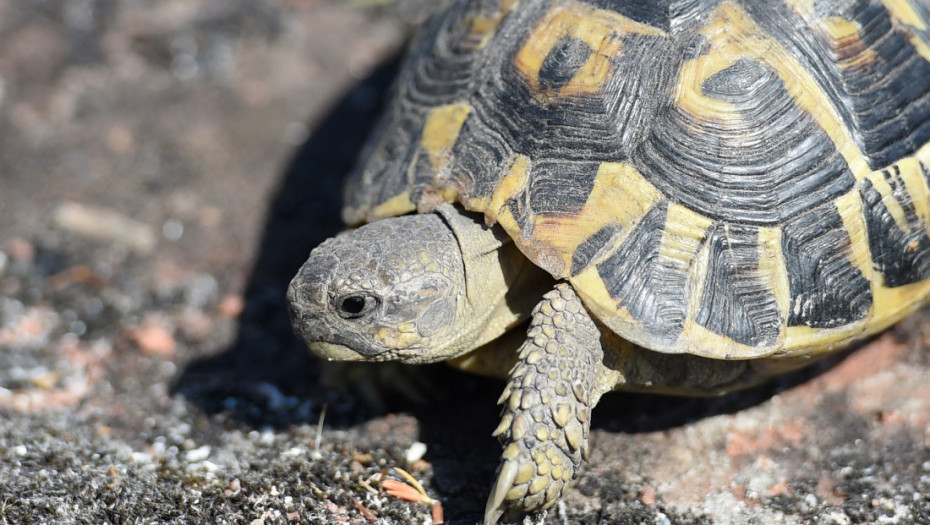 Stogodišnja kornjača po imenu Troter ponovo hoda nakon amputacije noge