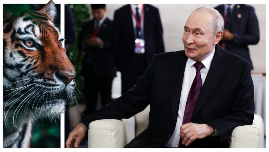 Putin se u šumi sreo sa amurskim tigrom: "On je pravi gospodar tajge"