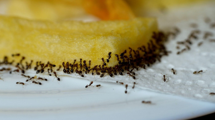 Gostima uz dezert poslužili skoro 50.000 mrava: Restoran mora da plati paprenu kaznu zbog neobičnog recepta