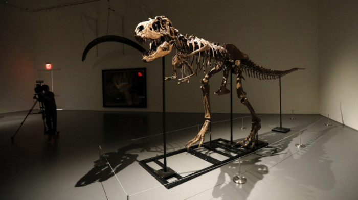 Skeleti dinosaurusa stari 76 miliona godina na aukciji: Cena bi mogla da dostigne dva miliona dolara