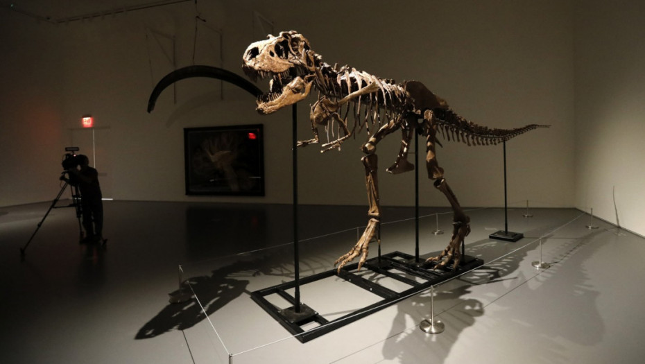 Skeleti dinosaurusa stari 76 miliona godina na aukciji: Cena bi mogla da dostigne dva miliona dolara